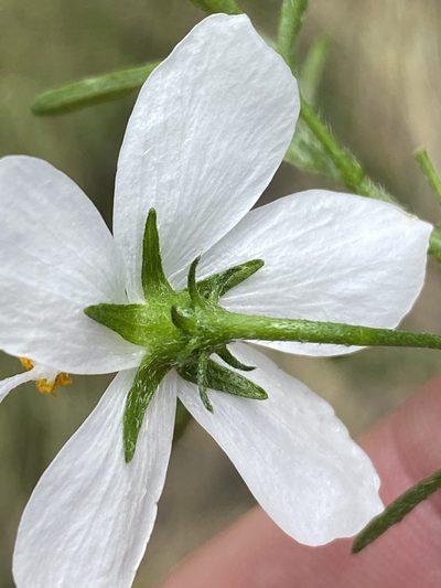Hibiscus dinteri, photographed by Dave U