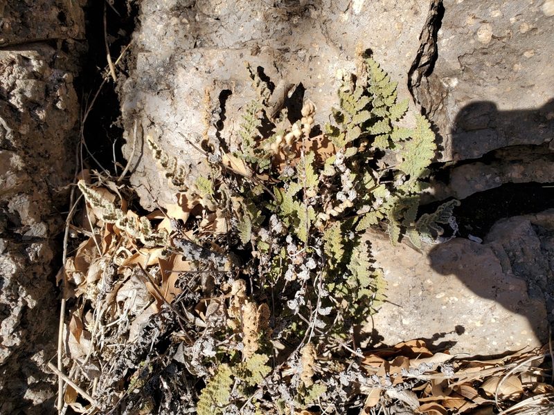 Myriopteris rufa, photographed by Craig Martin