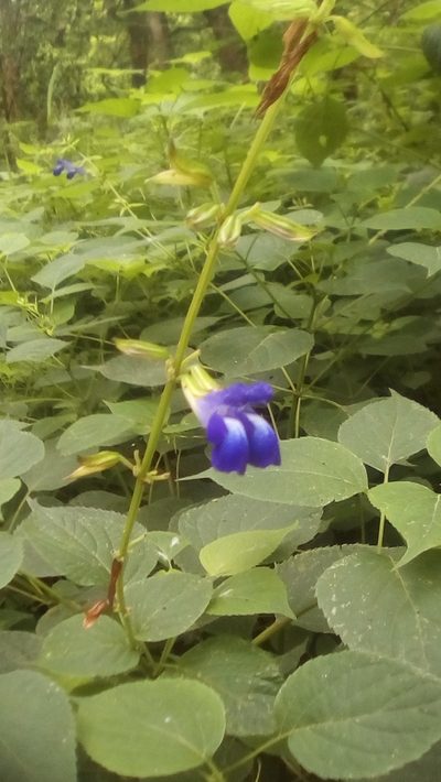 Salvia caudata, photographed by Luc Wyn