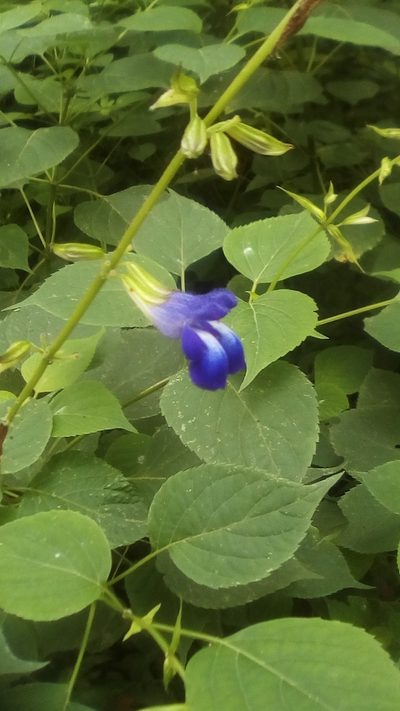 Salvia caudata, photographed by Luc Wyn
