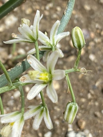 Battandiera stapffii, photographed by Dave U