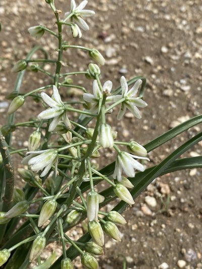 Battandiera stapffii, photographed by Dave U