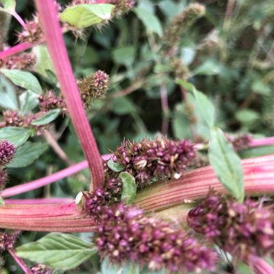 Amaranthus retroflexus, photographed by Jamie VanBuskirk