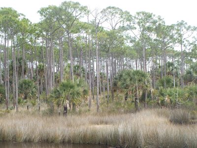 Pinus elliottii, photographed by Jonathan Layman