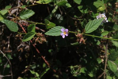 Melochia pyramidata, photographed by Brian Oakes Haiti Hunter