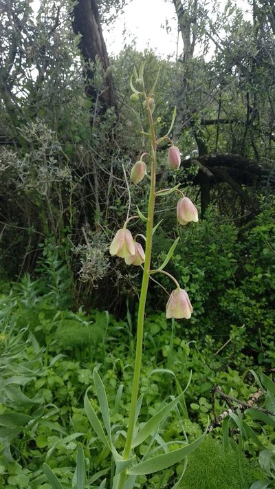 Fritillaria persica, photographed by Udi Oron אודי אורון