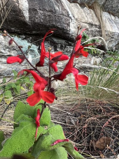 Salvia rubriflora, photographed by Nicolás Baresch Uribe