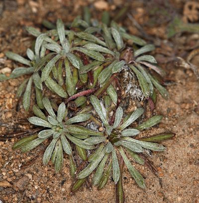 Townsendia leptotes, photographed by Steve Matson