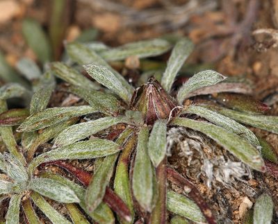 Townsendia leptotes, photographed by Steve Matson