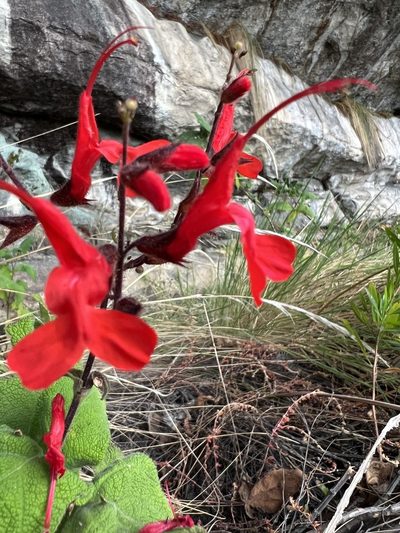 Salvia rubriflora, photographed by Nicolás Baresch Uribe