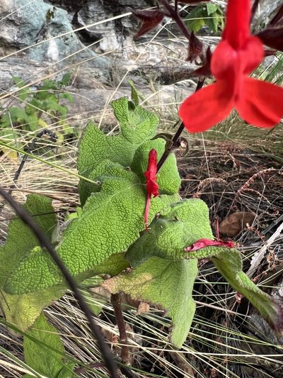 Salvia rubriflora, photographed by Nicolás Baresch Uribe