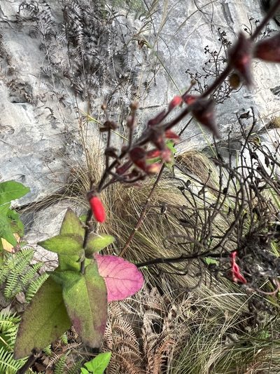 Salvia rubriflora, photographed by Nicolás Baresch Uribe