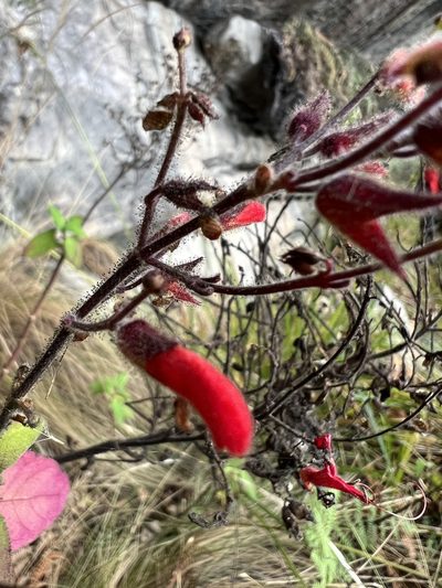 Salvia rubriflora, photographed by Nicolás Baresch Uribe