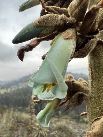 Puya bicolor, photographed by Nicolás Baresch Uribe