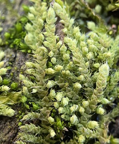 Thelia asprella, photographed by Zihao Wang