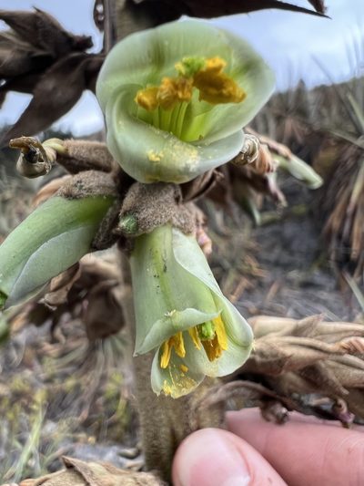 Puya bicolor, photographed by Nicolás Baresch Uribe
