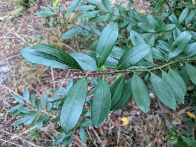 Ilex cassine, photographed by Austin Pursley