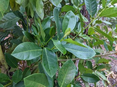 Ficus aurea, photographed by Austin Pursley