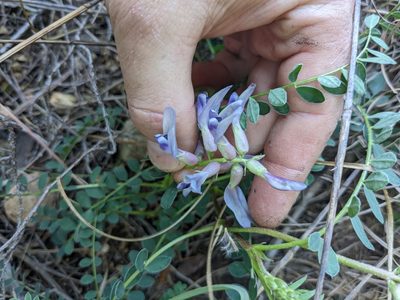 Astragalus crassicarpus, photographed by Cleveland Powell