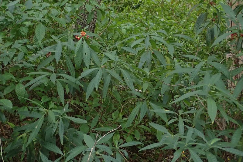 Psychotria tenuifolia, photographed by Austin Pursley