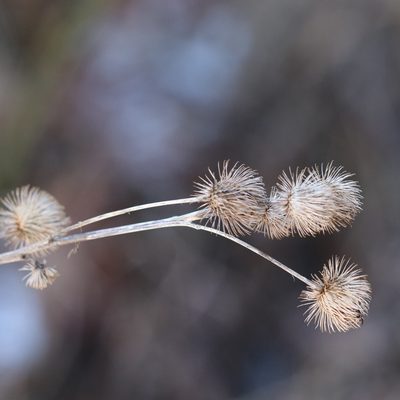 Arctium lappa, photographed by Mark Apgar