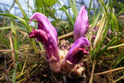 Lathraea clandestina, photographed by George Mitchell