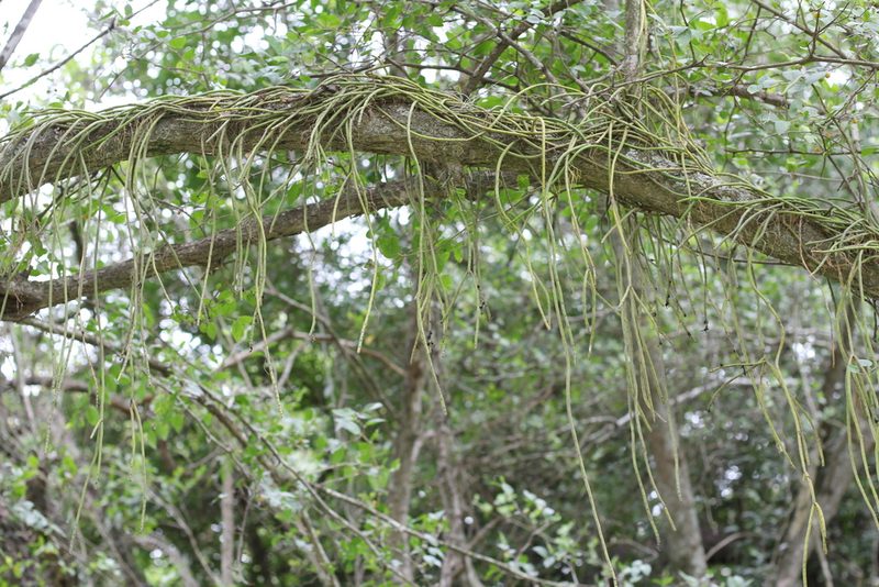 Lepismium lumbricoides, photographed by Romi Galeota Lencina