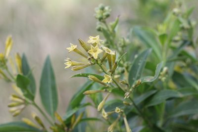 Cestrum parqui, photographed by Romi Galeota Lencina