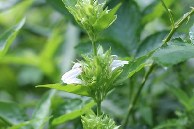 Poikilacanthus glandulosus, photographed by Romi Galeota Lencina