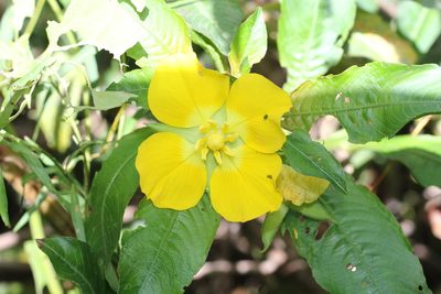 Ludwigia elegans, photographed by Romi Galeota Lencina