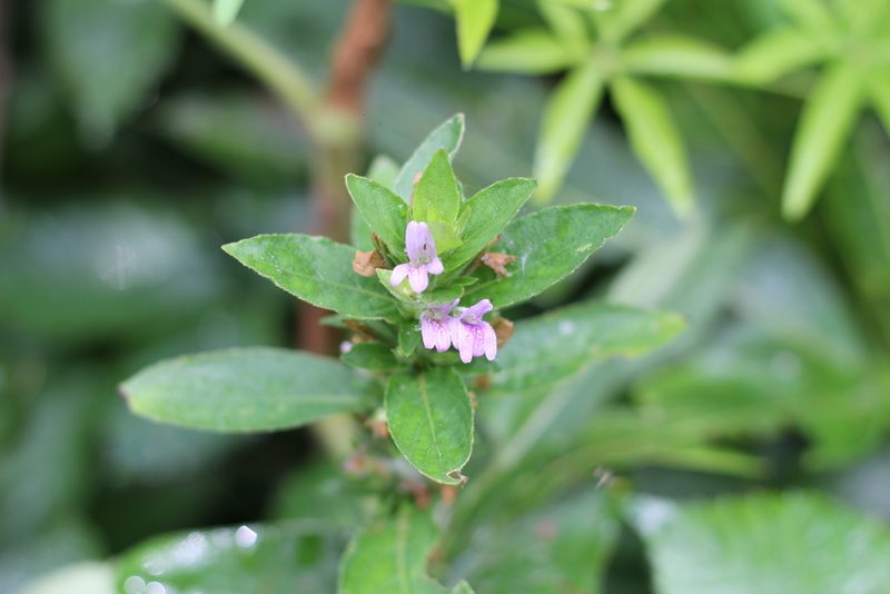 Hygrophila costata, photographed by Romi Galeota Lencina