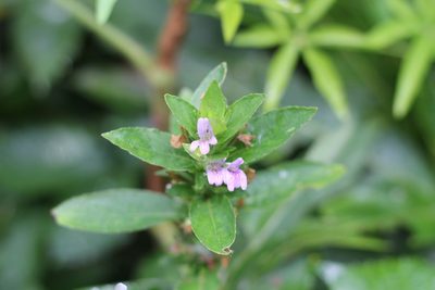 Hygrophila costata, photographed by Romi Galeota Lencina