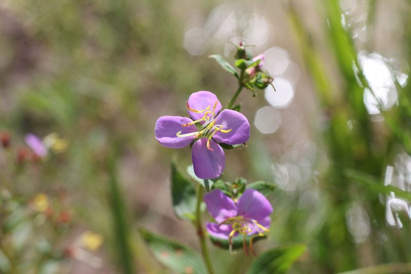 Chaetogastra nitida, photographed by Romi Galeota Lencina