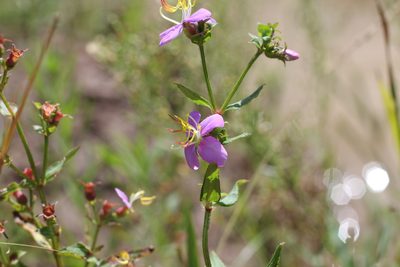 Chaetogastra nitida, photographed by Romi Galeota Lencina