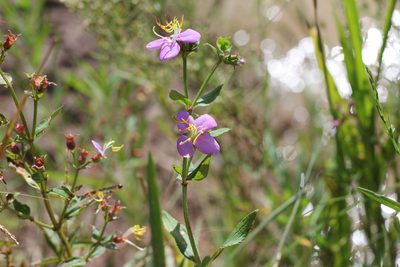 Chaetogastra nitida, photographed by Romi Galeota Lencina