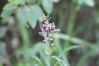 Cuphea fruticosa, photographed by Romi Galeota Lencina