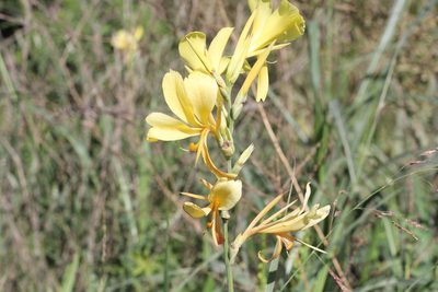 Canna glauca, photographed by Romi Galeota Lencina