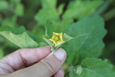Physalis viscosa, photographed by Romi Galeota Lencina