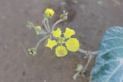 Stigmaphyllon bonariense, photographed by Romi Galeota Lencina