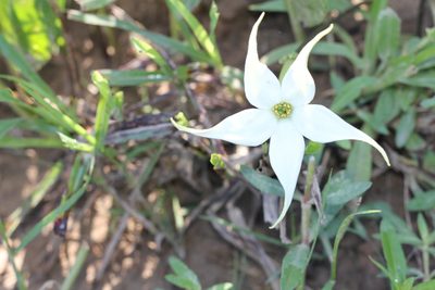 Jaborosa integrifolia, photographed by Romi Galeota Lencina