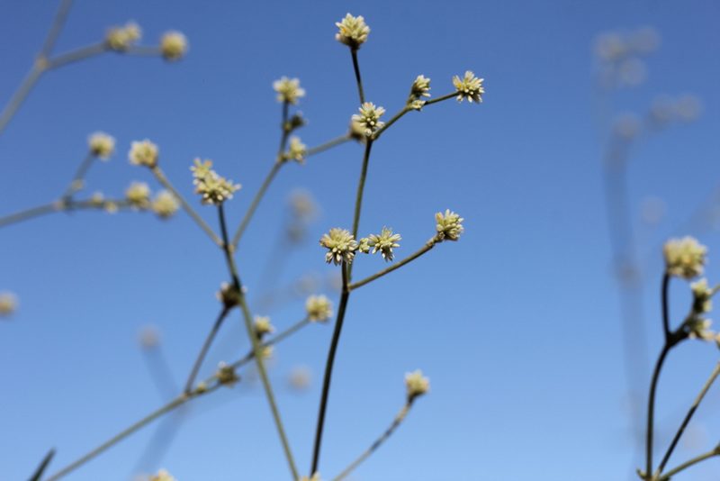 Pfaffia glomerata, photographed by Romi Galeota Lencina