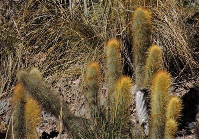Cleistocactus hyalacanthus, photographed by Hugo Hulsberg