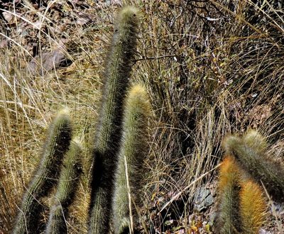Cleistocactus hyalacanthus, photographed by Hugo Hulsberg