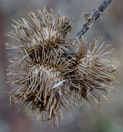 Arctium nemorosum, photographed by Patrick Hacker