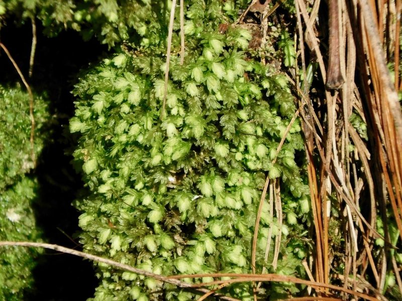 Aulacomnium heterostichum, photographed by Michael J. Papay
