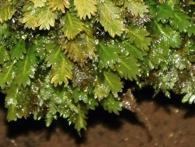 Fissidens osmundioides, photographed by Michael J. Papay