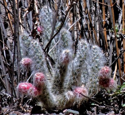 Austrocylindropuntia vestita, photographed by Hugo Hulsberg