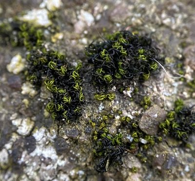 Ptychomitrium incurvum, photographed by Zihao Wang
