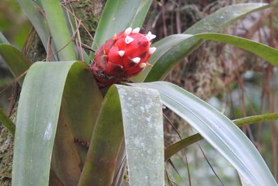Guzmania desautelsii, photographed by Ben Meredyk