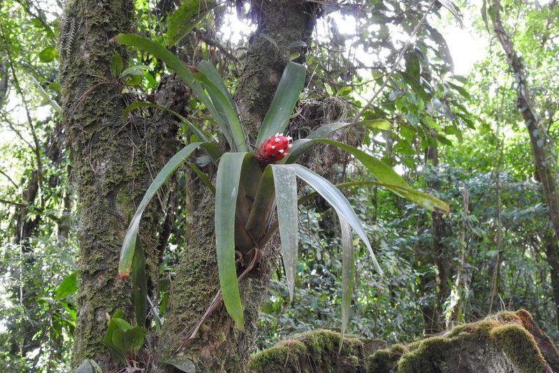 Guzmania desautelsii, photographed by Ben Meredyk